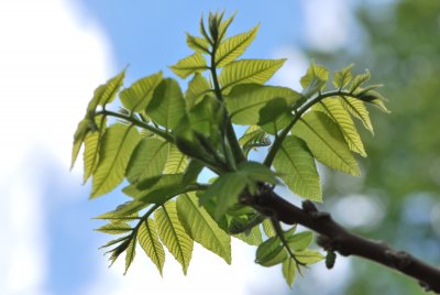 Juglans nigra - ořešák černý - jarní výhonky